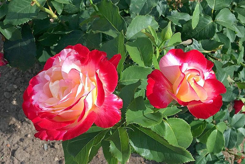 zahradní dekorace růže dvojité potěšení