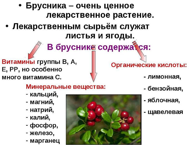 التركيب الكيميائي lingonberry