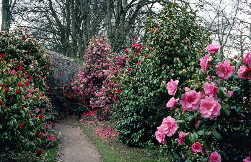 penanaman dan penjagaan taman camellia