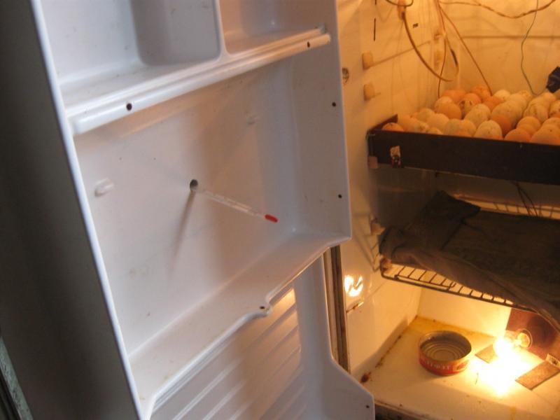 Buzdolabından DIY inkübatör