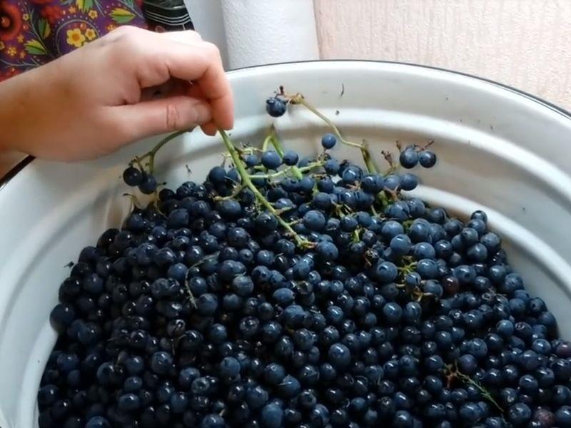 grožđe za vino