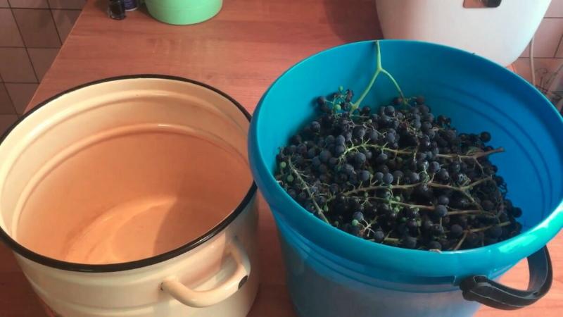 grožđe za vino