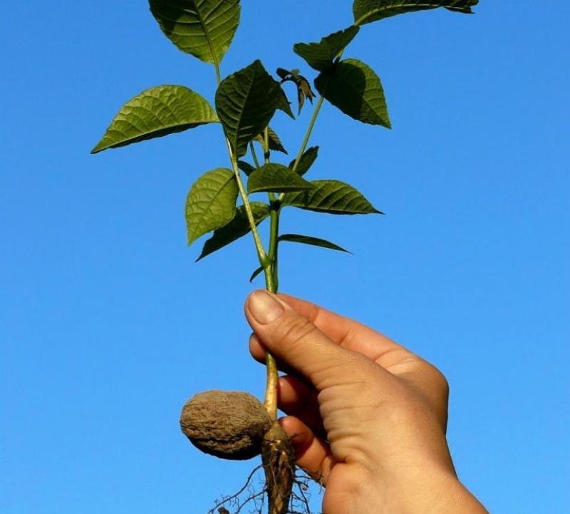 как да засадите орехи от орехи