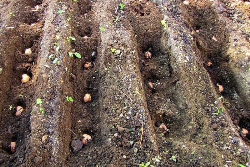 plantation d'automne de noix dans le sol