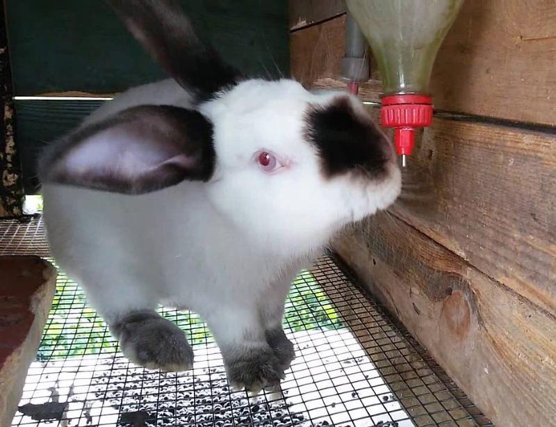 как да си направя поилка за зайци