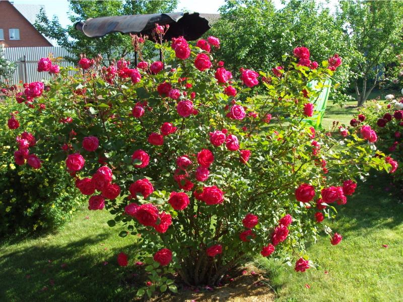 canadese park rose