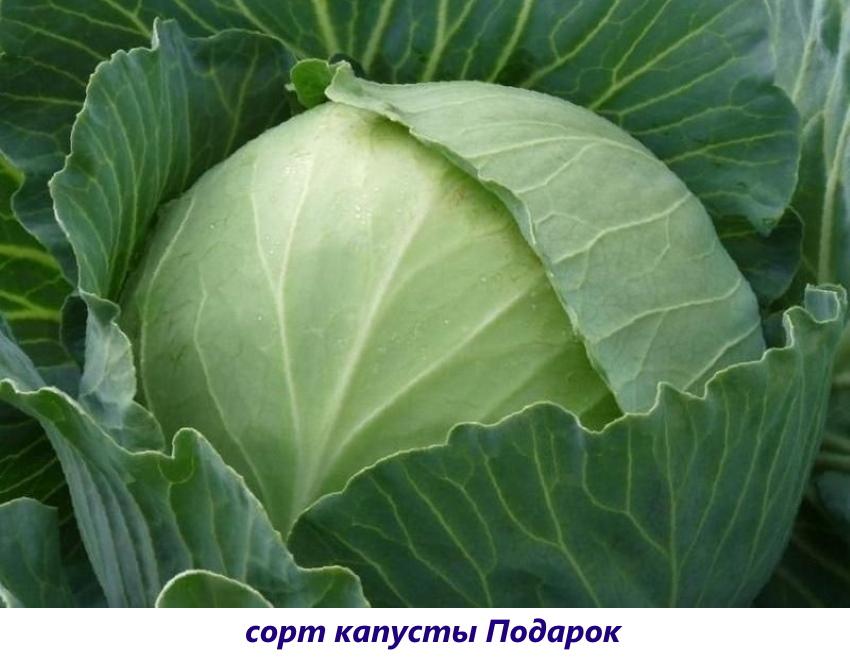 cabbage gift