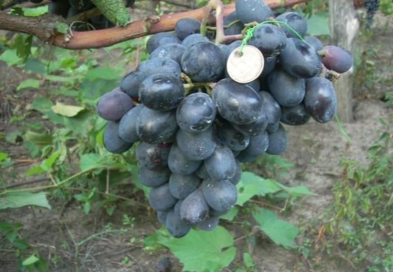 descrição de variedade de uva buffet