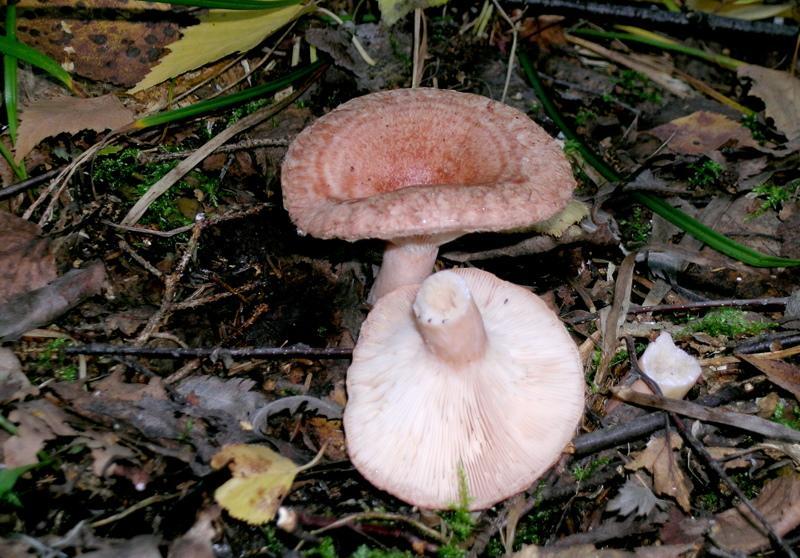 houby volnushki fotografie a popis