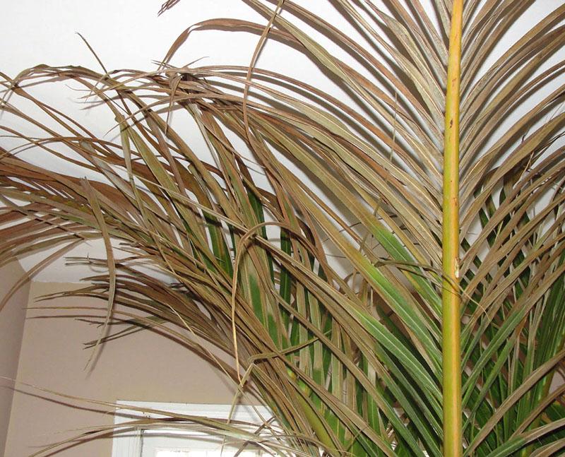 frunzele bolii palmierului dat se îngălbenesc