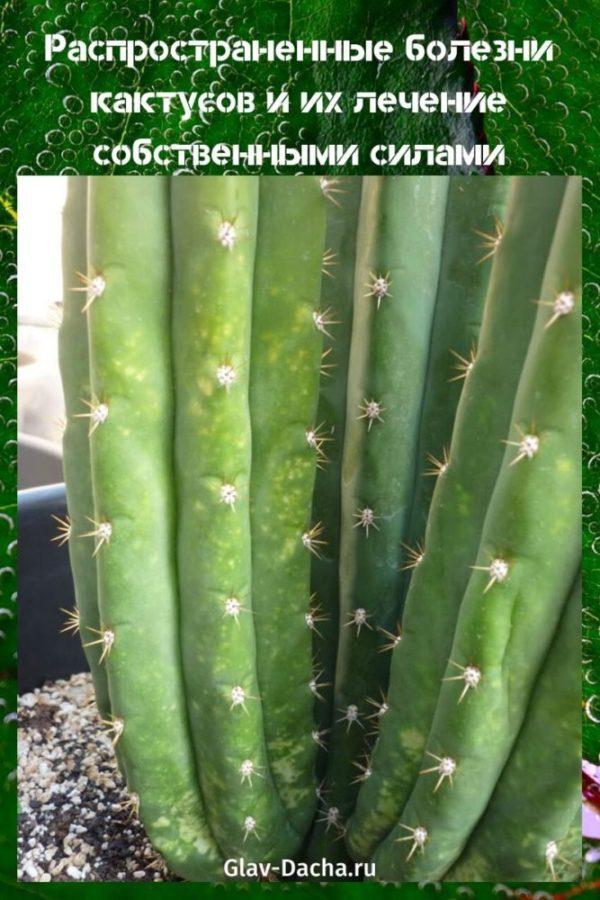 enfermedades de los cactus y su tratamiento.