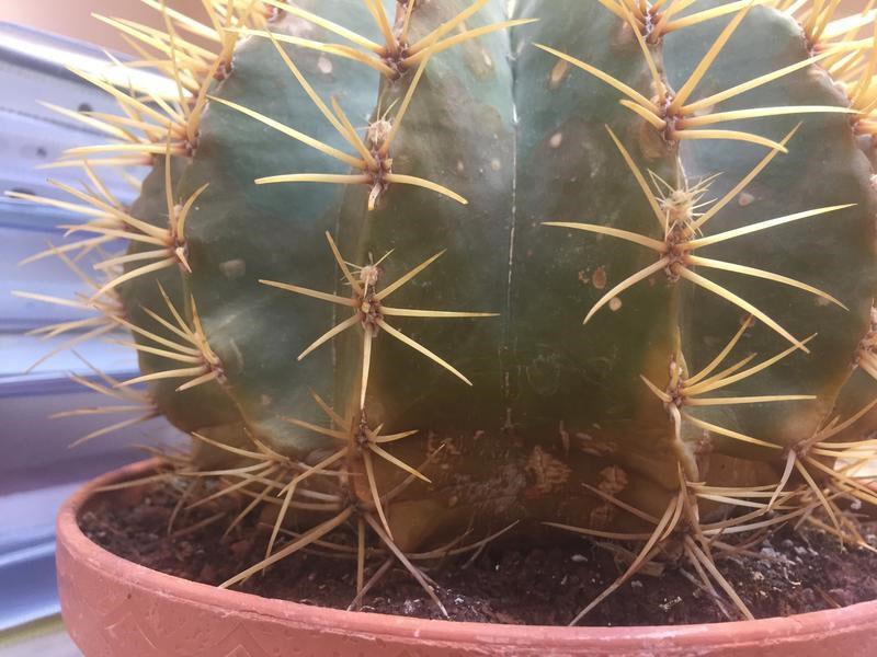 kaktusy také onemocní