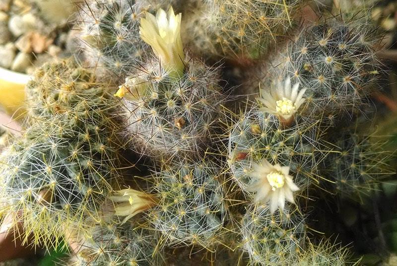 kaktus blomstrer under gunstige forhold
