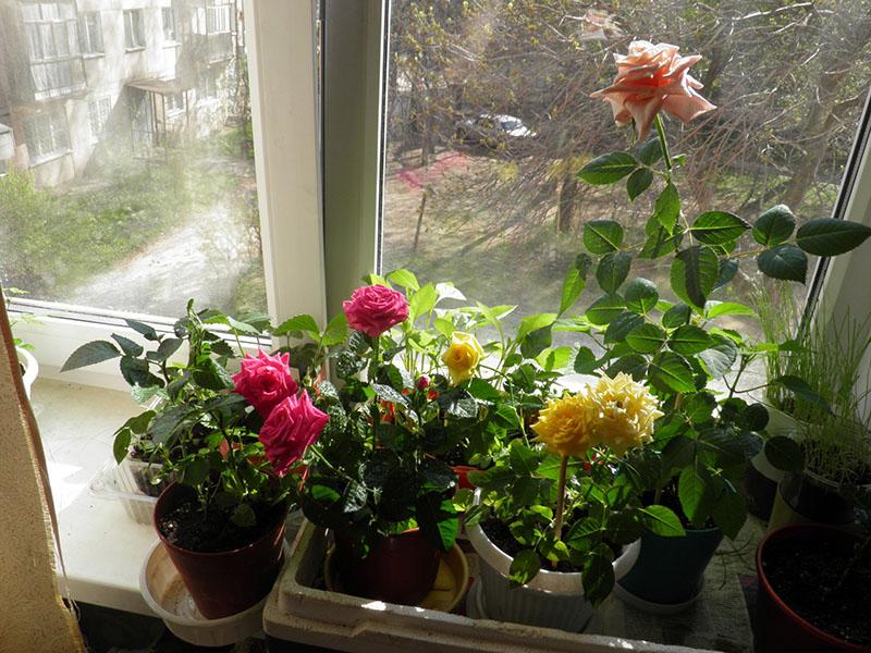 Bedingungen für den Anbau von Rosen zu Hause