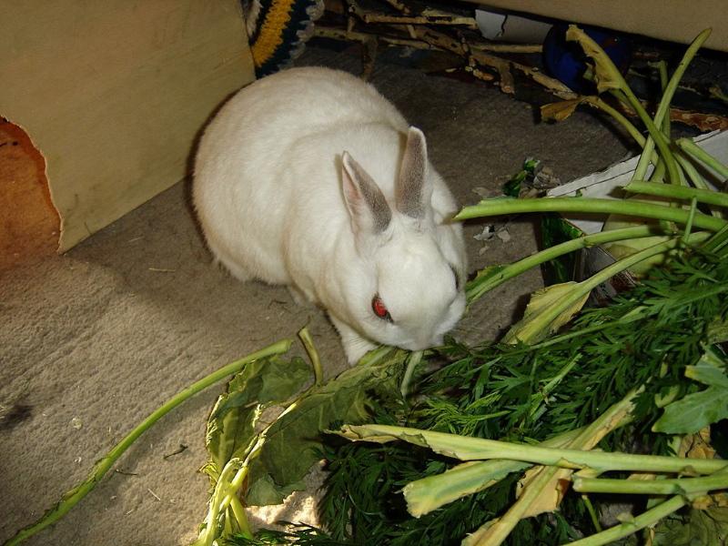 zielony pokarm dla królików