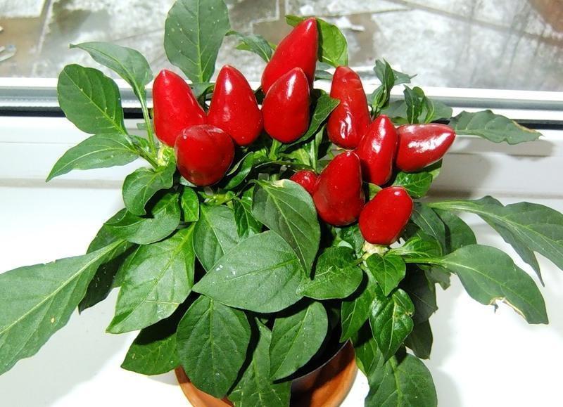 cura dei peperoni in vaso decorativi