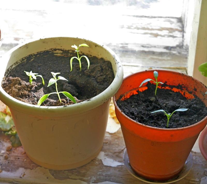 seedlings of decorative peppers