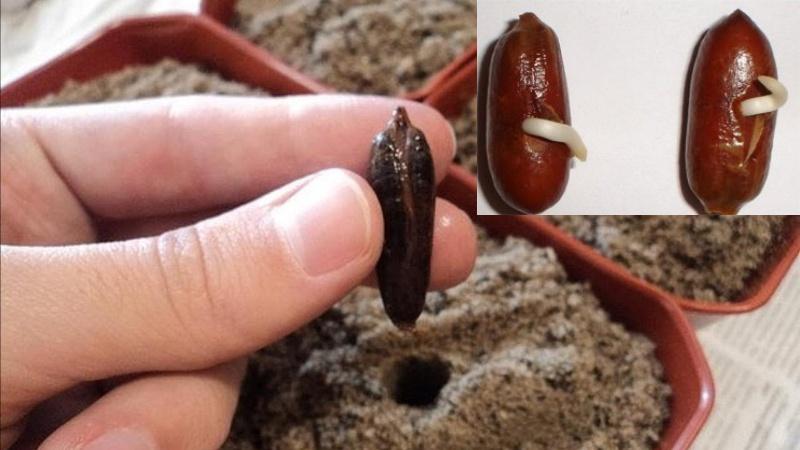 how to plant a date seed