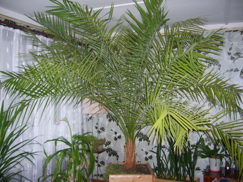 date palm at home