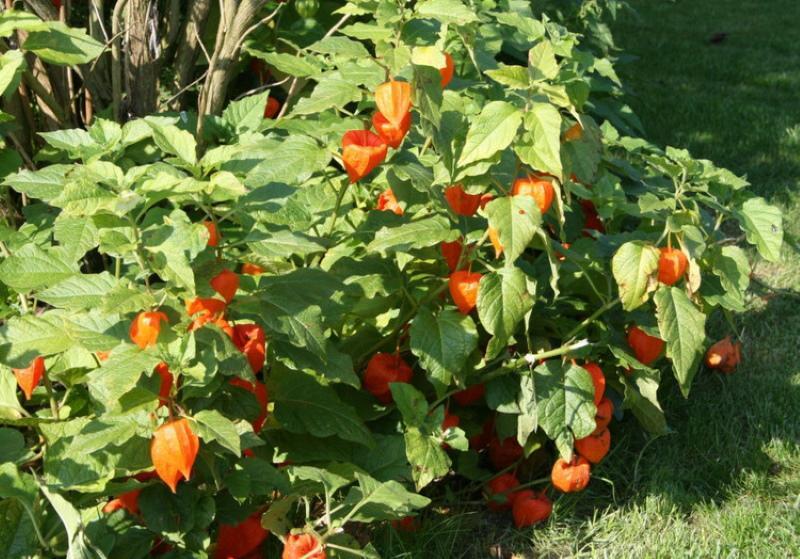 physalis strawberry planting and care