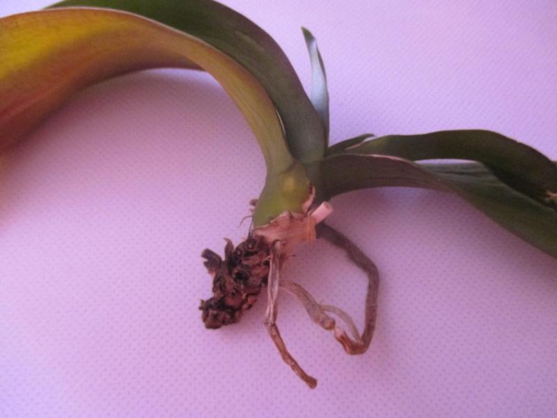 jak uratować orchideę bez korzeni