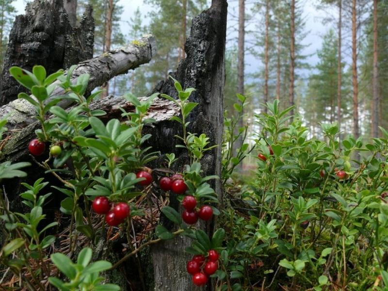 fotografii și nume de fructe de pădure