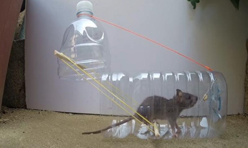 hausgemachte Mausefallen aus einer Plastikflasche