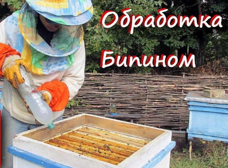 behandeling van bijen met bipine in herfstdosering