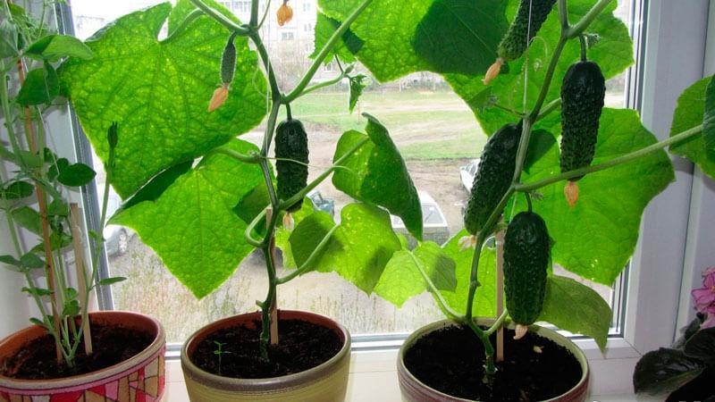 growing cucumbers on the windowsill in winter