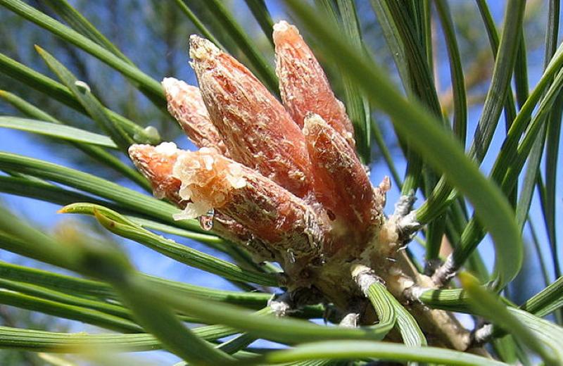 pine buds