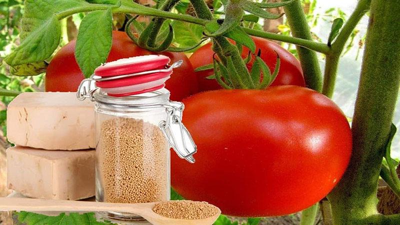 mielės pomidorų derliui