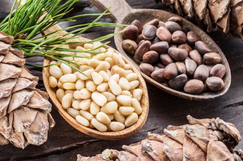 useful properties of pine nuts