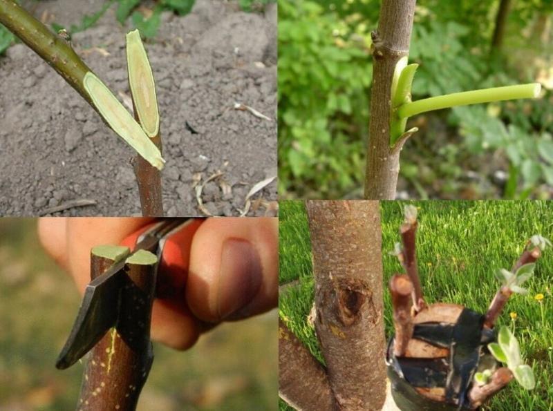 grafting fruit trees the best ways