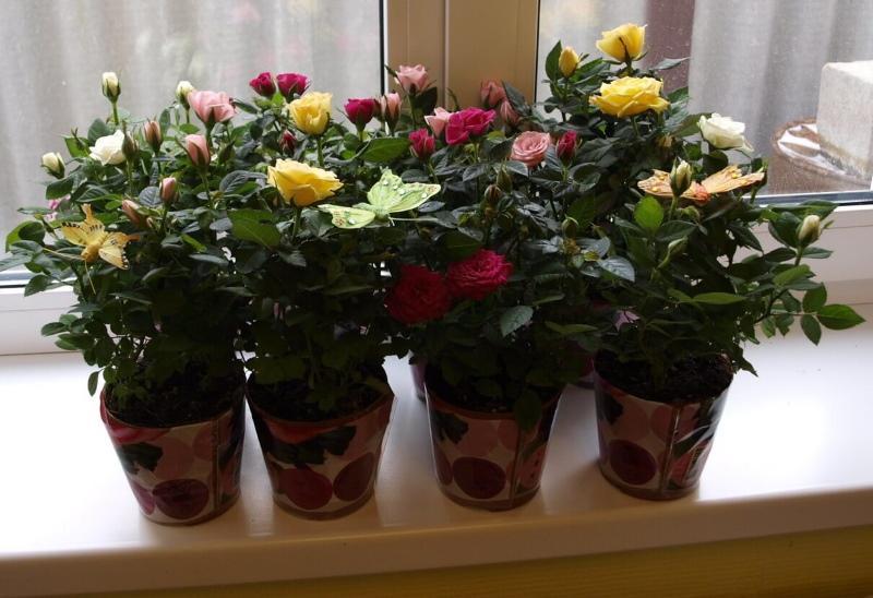 ruže v kvetináčoch domáca starostlivosť