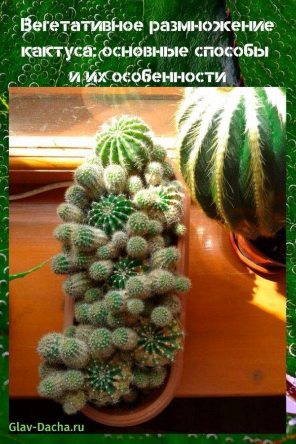 вегетативно размножаване на кактус