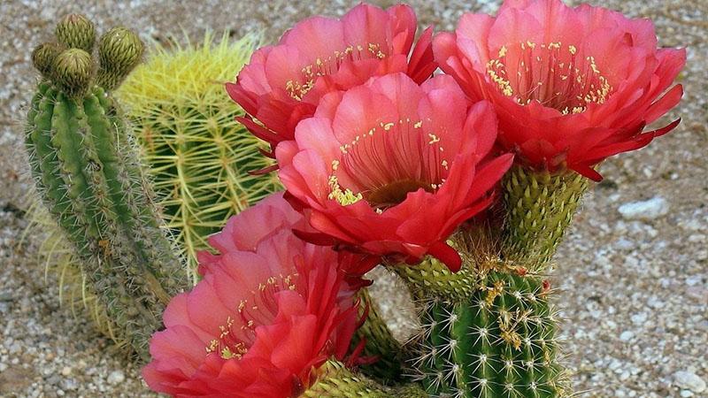 hoe je je favoriete cactus kunt vermeerderen