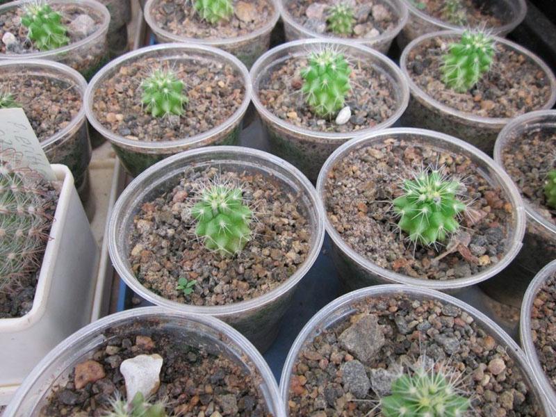 vegetatieve voortplanting van cactus door zaden