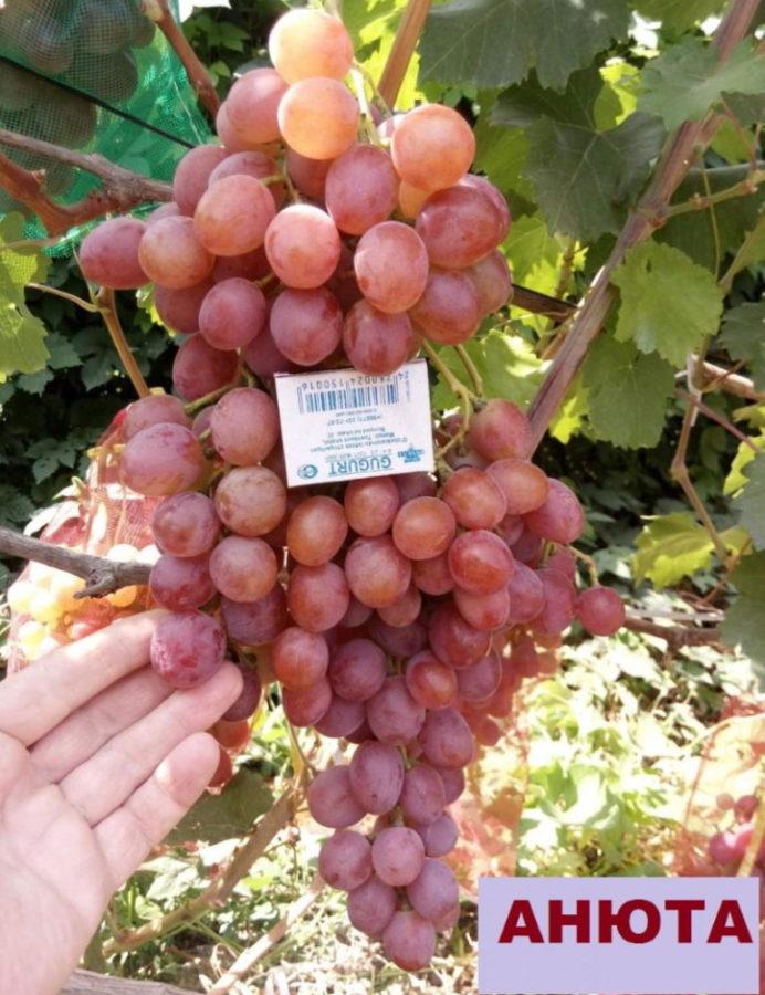 druiven anyuta rasbeschrijving