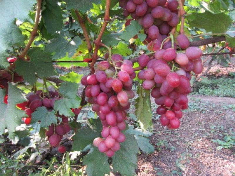 първата гроздова реколта анюта