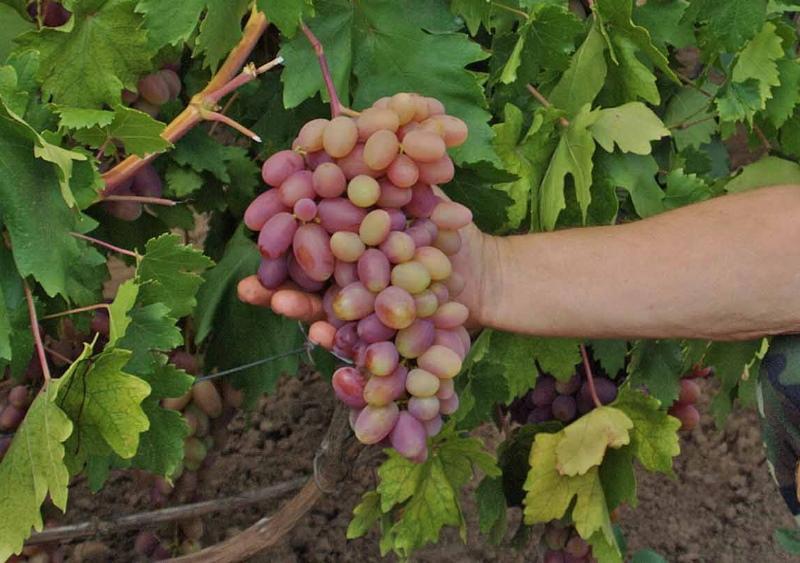trasformazione di un grappolo d'uva
