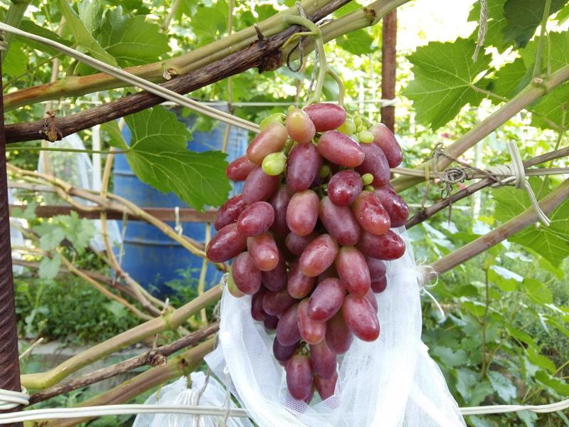 foto de descrição da variedade de uvas rizamat