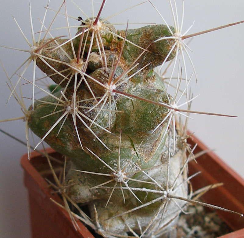 schade aan cactussen door ongedierte