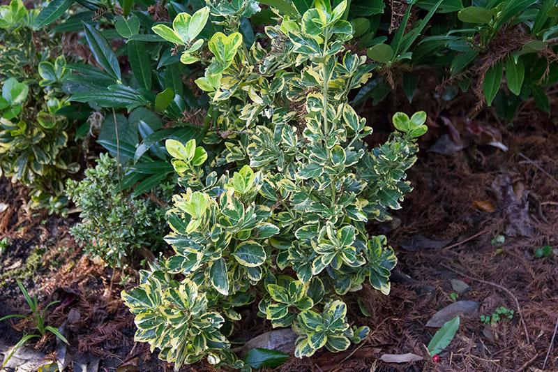 opis euonymus forchuna