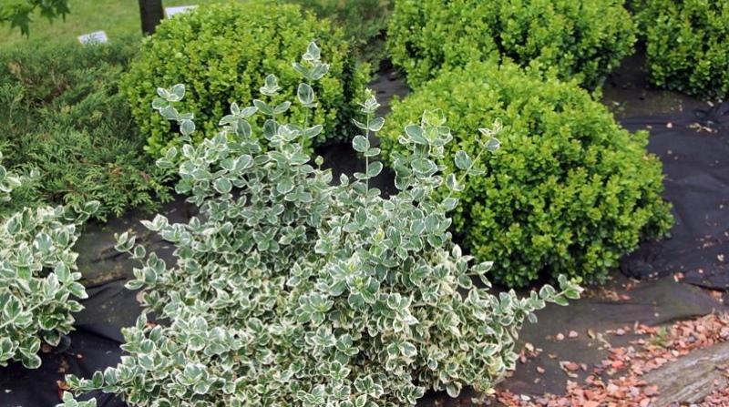 advantages of euonymus