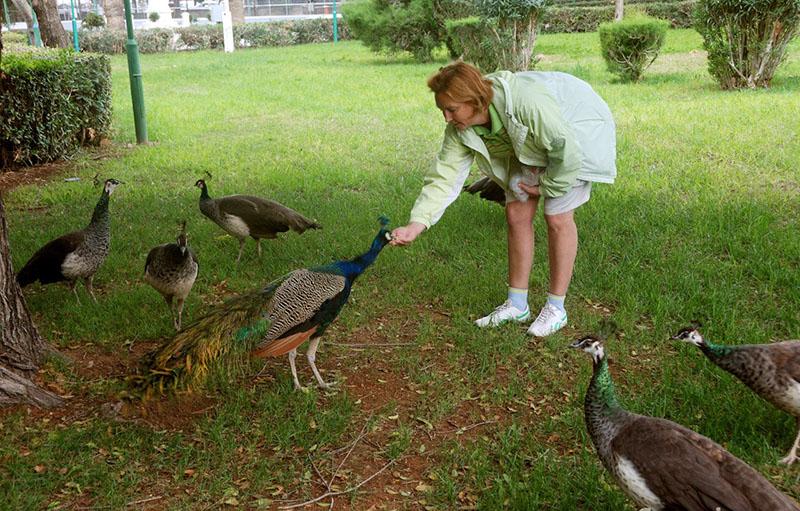 how to feed peacocks at home