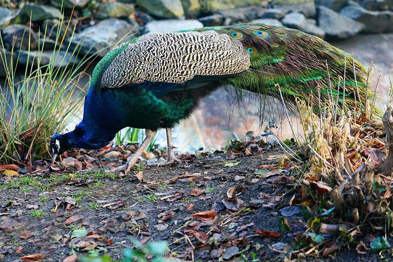 mga peacock na nagpapakain sa ligaw