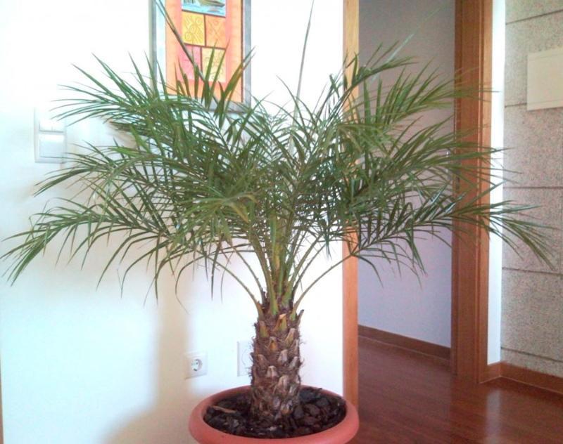 fotografie de îngrijire la domiciliu cu palmier de curmale