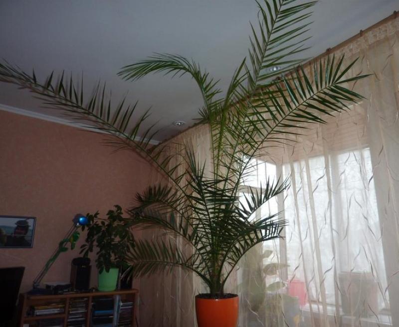 wewnętrzna palma daktylowa