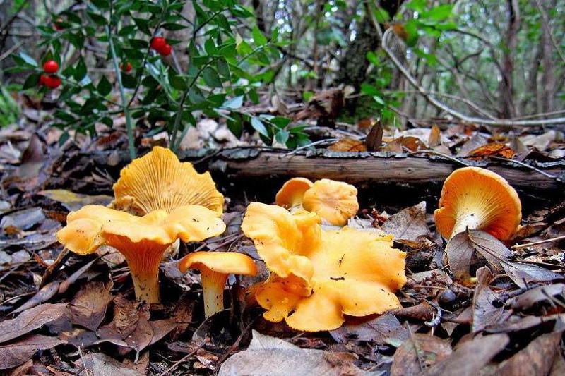 foto de cogumelos chanterelle e descrição falsa