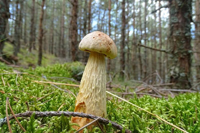 houby v Kaliningradské oblasti fotografie a popis